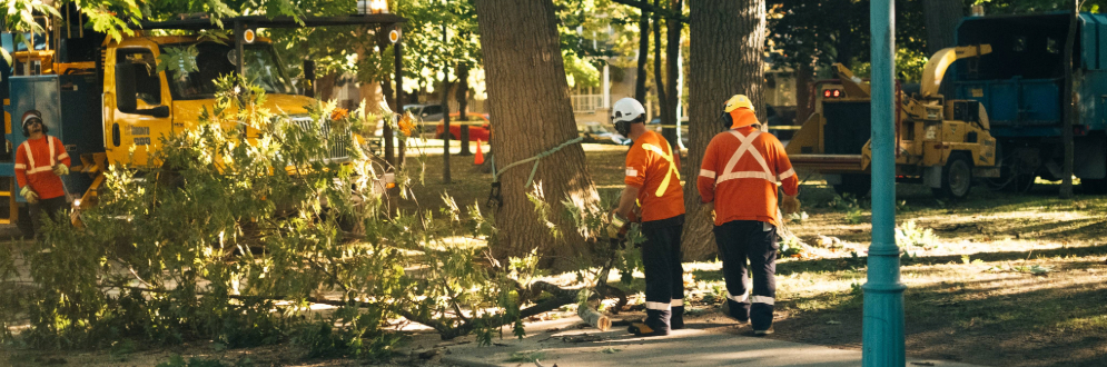 A maintenance crew removing a tree during summer. time