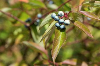 Shrub foliage with fruit