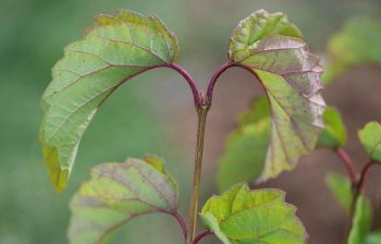 Green foliage with a blurred background