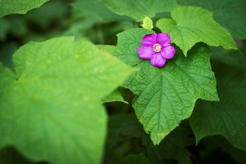 Shrub with green leaves and a purple flower