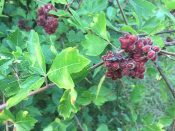 Shrub foliage with berries