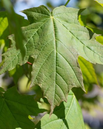 Tree with deciduous green leaves