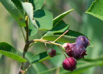 Green shrub showing leaves and berries