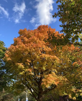 Tree showing orange fall foliage with a blue sky in background