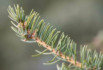 Up close view of pine needles