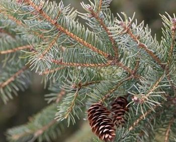Coniferous tree showing needles and acorns