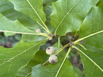 Deciduous tree showing leaves and tiny acorns