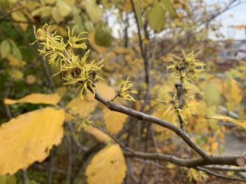 A shrub with thin yellow flowers and yellow leaves