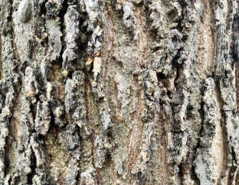 Bark of a deciduous tree with corky ridges