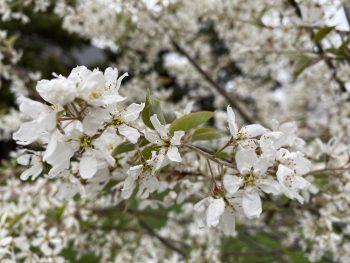 Shrub showing white flowers in spring