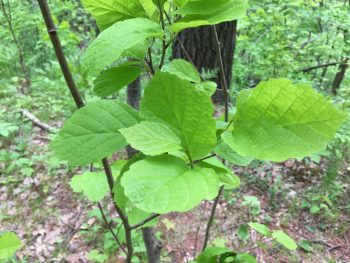 Shrub with green leaves in a forest