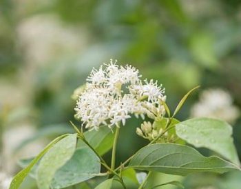 Shrub leaves with white flowers