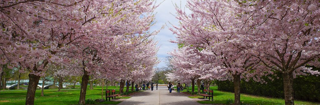 Cherry Blossom trees flank a wide paved walk path on Toronto Island on a bright sunny day.