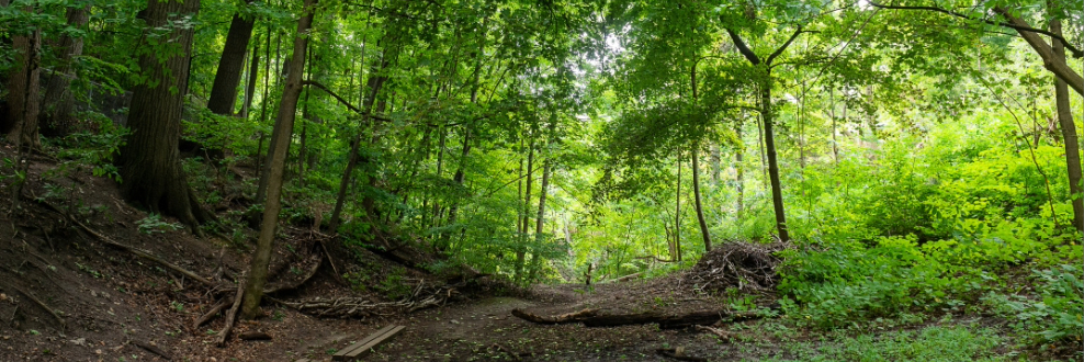 Forest path showing green trees and logs.
