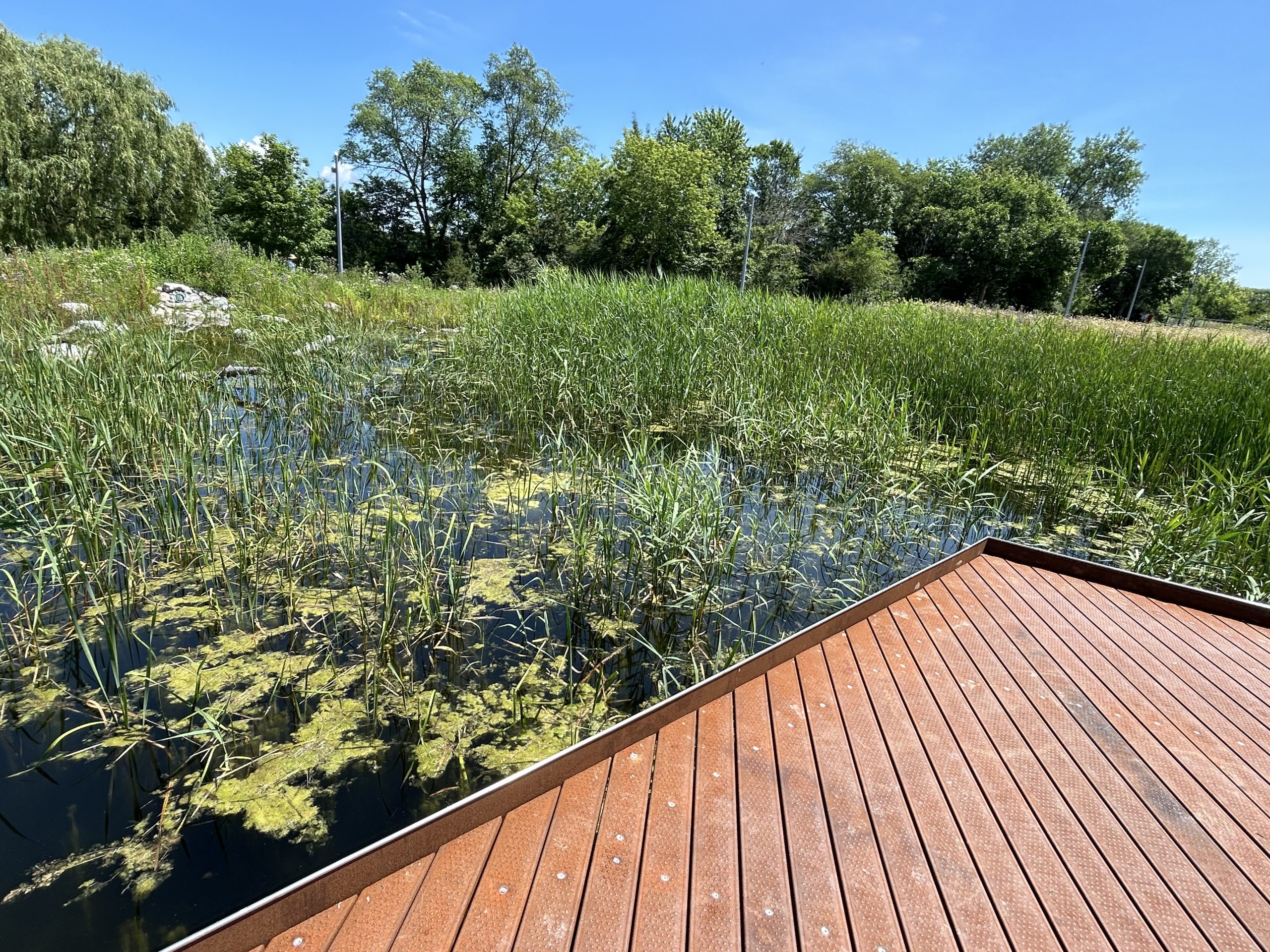 A metal boardwalk platform overlooks a wetland pond filled with vegetation. Trees and light poles are visible in the background.