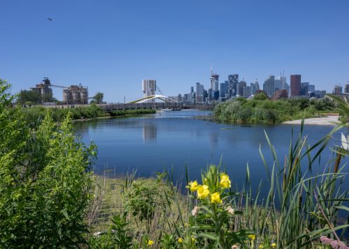 Yellow flowers and grass in foreground with river and city buildings in background at Biidaasige Park.