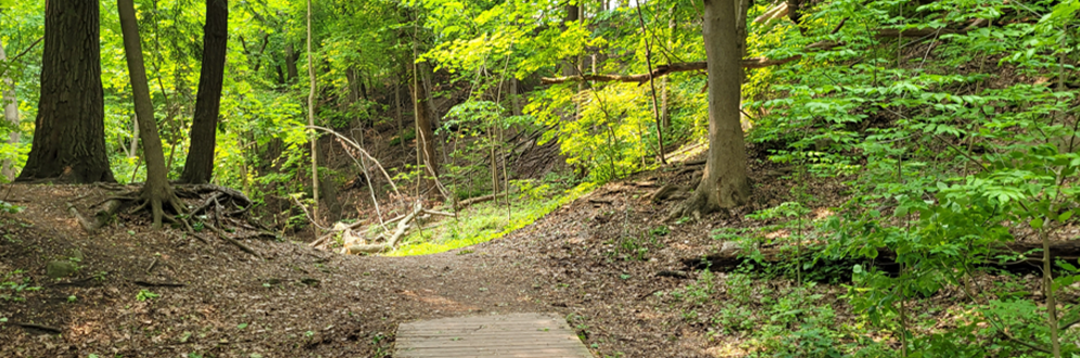 A narrow brick pathway leads into a wooded area with tall trees, dense green foliage, and scattered leaves covering the ground. Sunlight filters through the canopy, brightening the forest floor ahead.