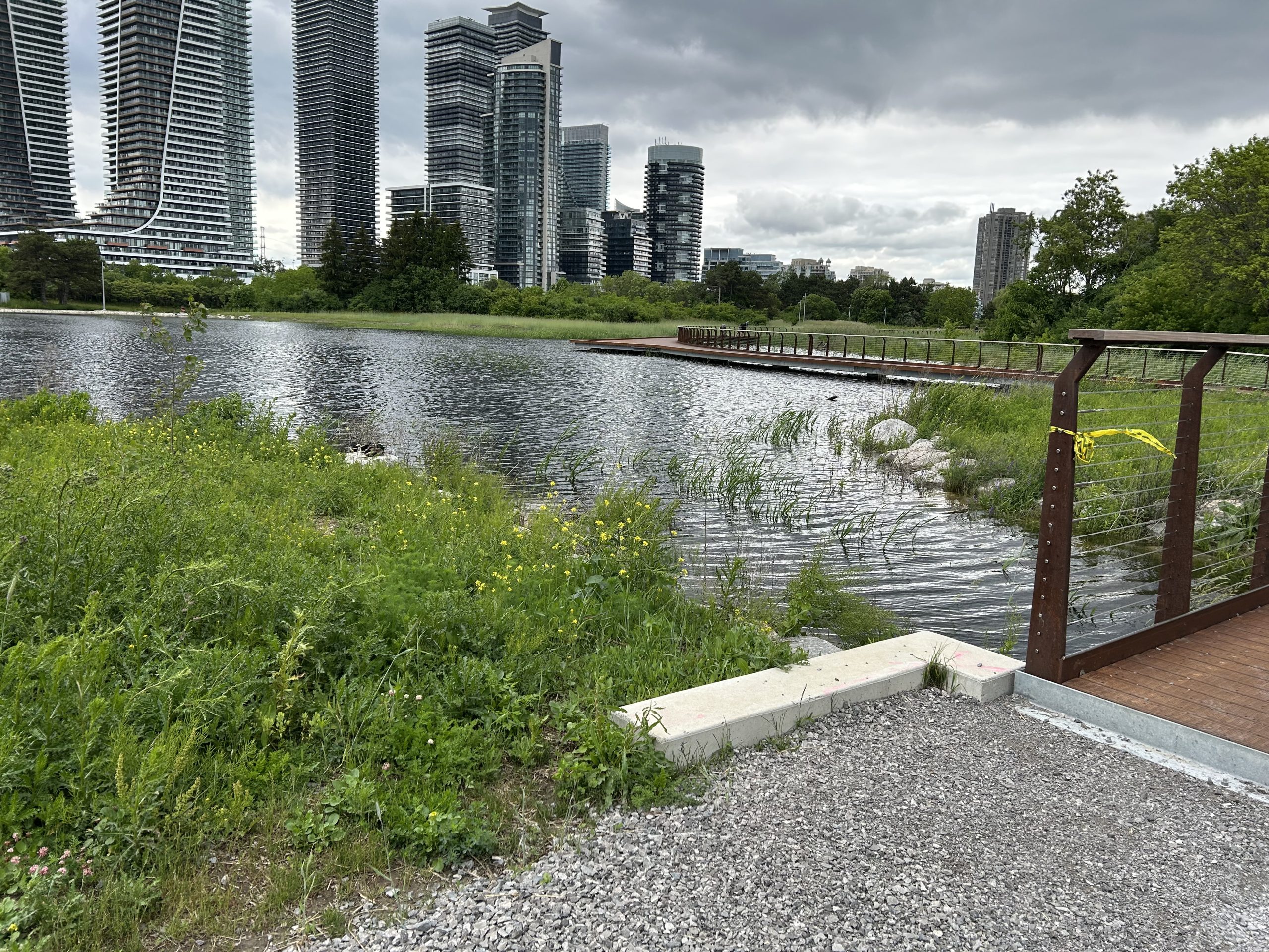 A large pond surrounded by grass. Tall condominium buildings are in the background. 