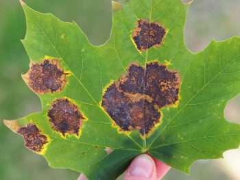 Brown spots on green maple leaf.
