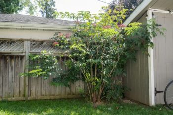 Tree in backyard