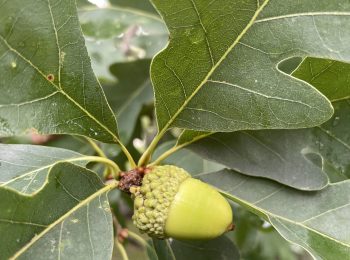 Leaves and acorn.