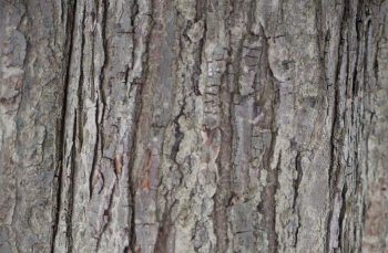 Bark