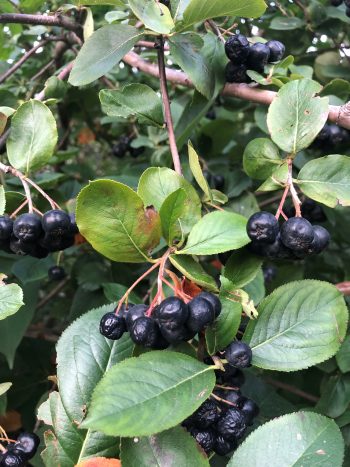 Berries