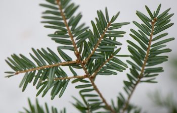 Pine needles