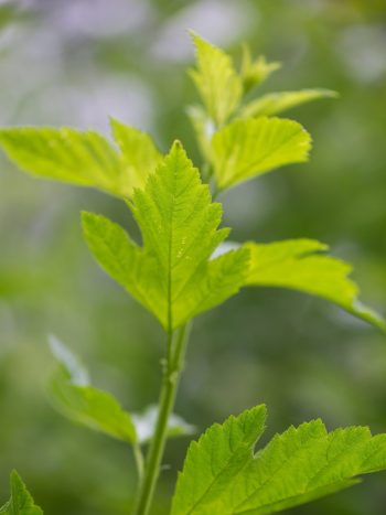 Leaf