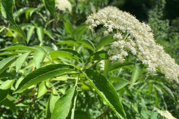 Leaf and flower