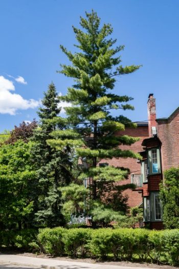 A pine tree on a residential street.