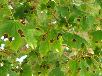 Brown spots on leaves.