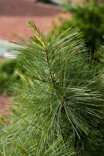 Pine needles