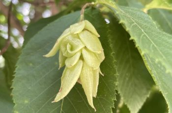 Leaf and seed