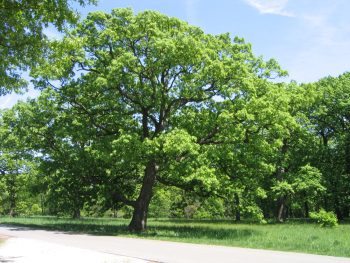 A tree in a field.
