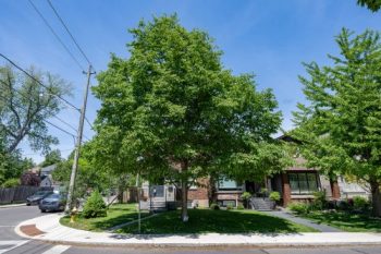 A tree on a residential street.