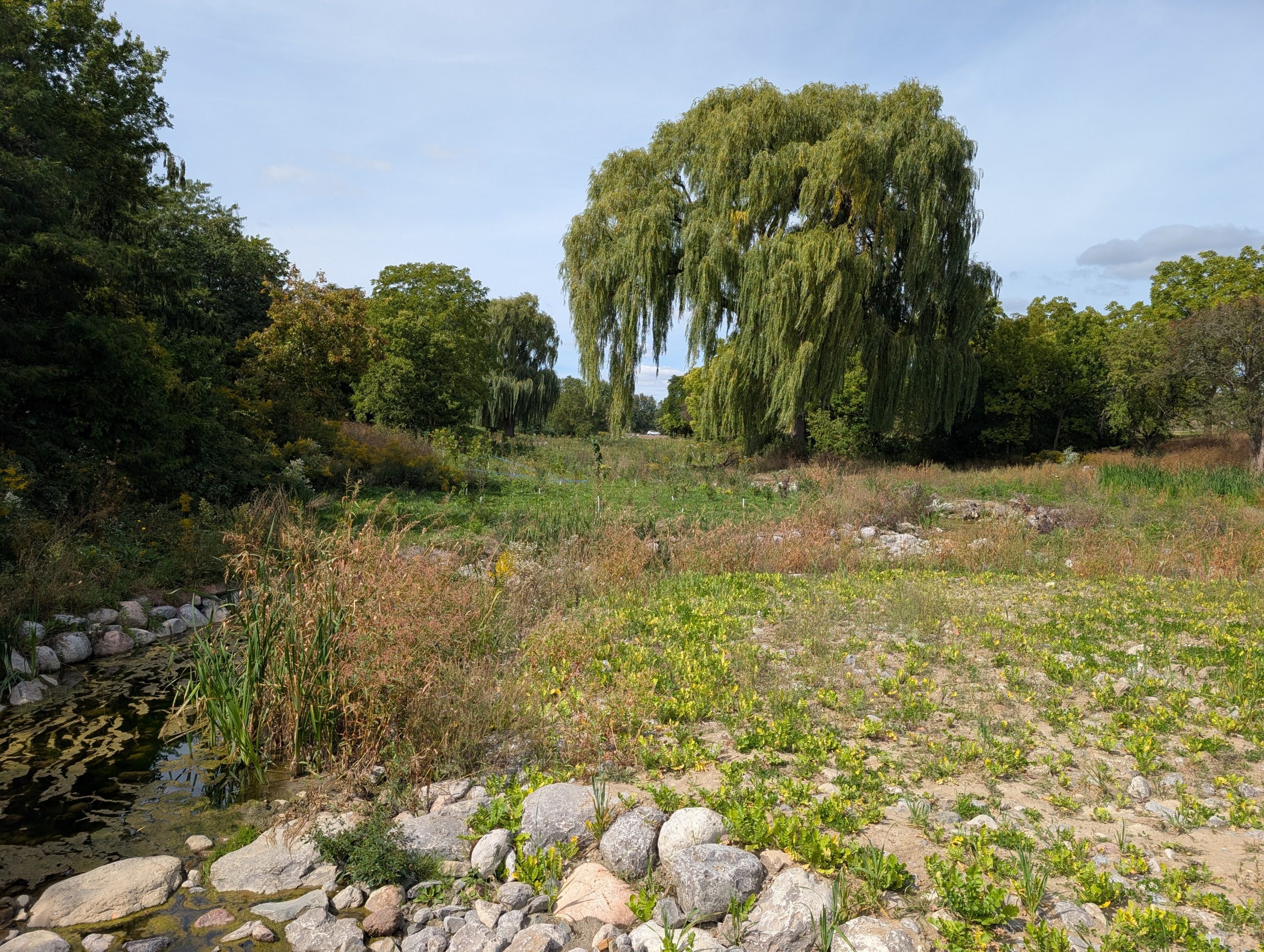 Naturalized habitat featuring a shallow stream and rocky shoreline bordered by grasses, wildflowers and trees. Meadow plants cover the open area by the stream.