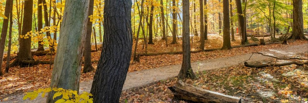 Lambton Woods showing fall colours on the trail.