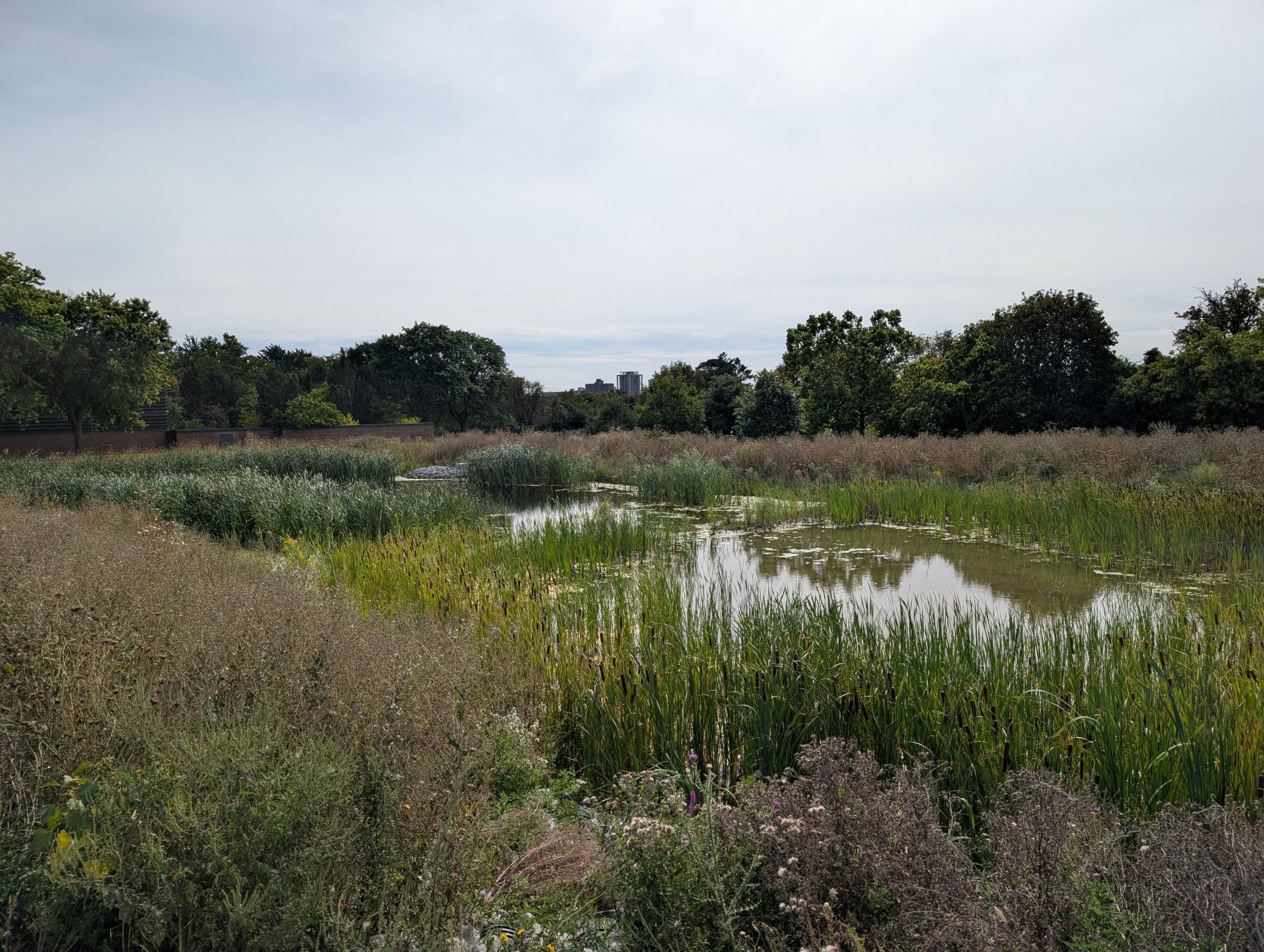 A naturalized wetland featuring a pond bordered by cattails, reeds and other vegetation. Mature trees form a backdrop around the site. 