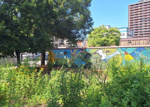 An Indigenous botanical garden in Paul Martel Park.