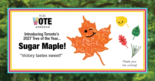 Image of the Sugar Maple winner of kids vote weekend Toronto's 2027 Tree of the year. Text reads introducing Toronto's 2027 Tree of the Year Sugar Maple. Victory tastes sweet. There are the five leaf icons that represent the candidates.